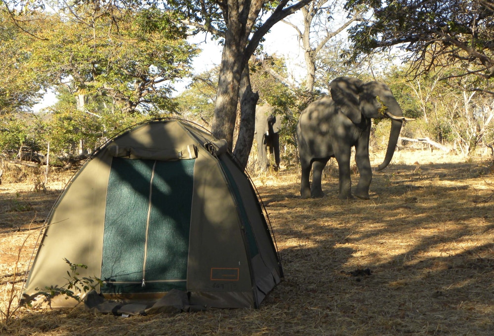 Wildes Zelten im Moremi Game Reserve